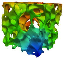 lung_porous